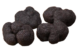 Premium Black Truffles angellozzi first choice