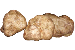 truffe blanche angellozzi Sélection extra